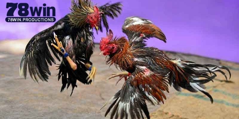 Đá Gà Trực Tiếp 88 - Sảnh Giải Trí Ăn Khách Số 1 Tại 78win 5 Giới thiệu về đá gà trực tiếp 88 làm mưa làm gió hiện nay